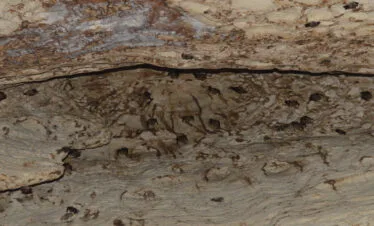 pindul kelelawar